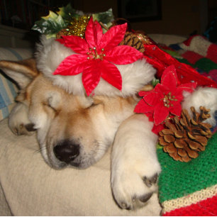 Puzzle Perro akita lindo durmiendo vestido para navidades