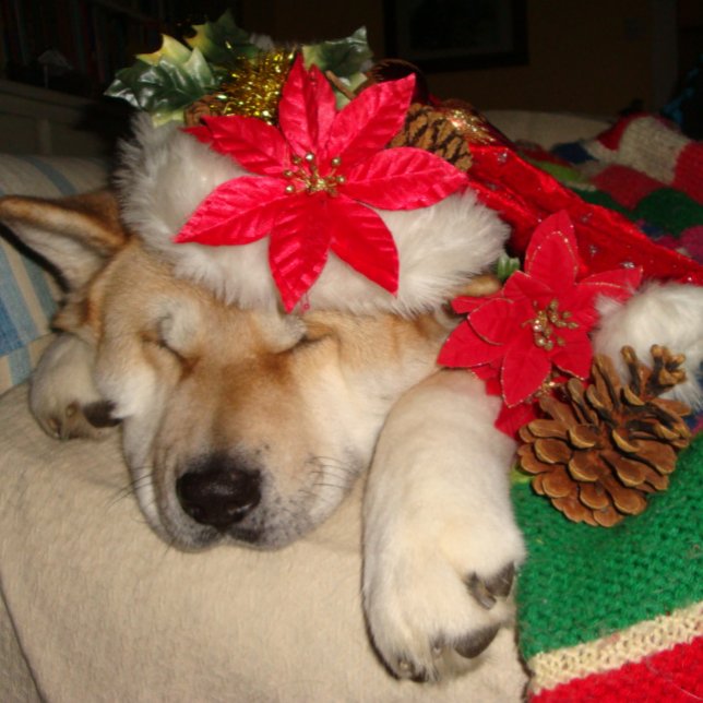 Puzzle Perro akita lindo durmiendo vestido para navidades (Subido por el creador)