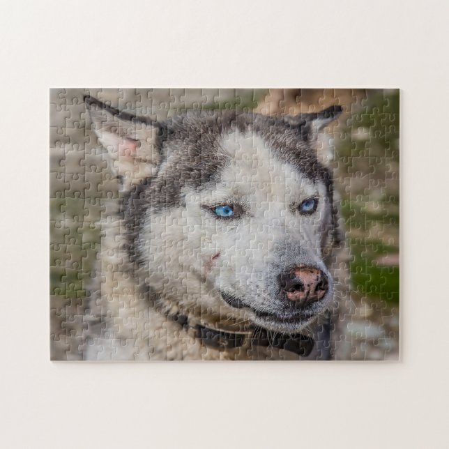 Puzzle Perro Alaskan Huskey. (Horizontal)
