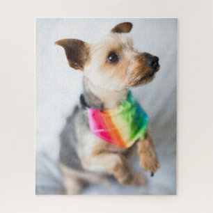 Puzzle Perro arco iris del orgullo gay  Yorkshire Terrier