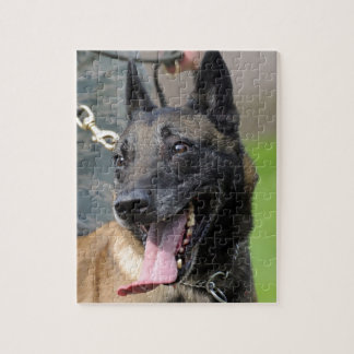 Puzzle Perro belga malinois sonriente