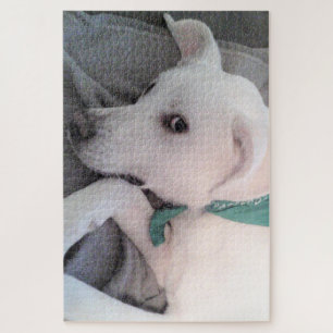 Puzzle Perro blanco perezoso y lindo con bufanda verde
