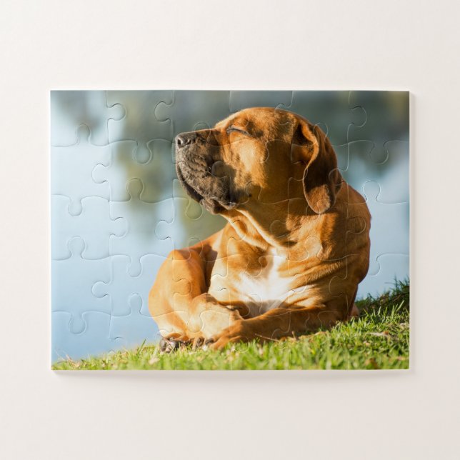 Puzzle Perro Boerboel disfrutando del sol (Horizontal)