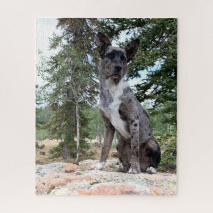 Puzzle Perro bovino de Brindle enmascarado observa la esc