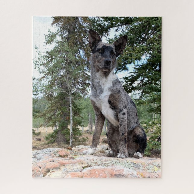 Puzzle Perro bovino de Brindle enmascarado observa la esc (Vertical)