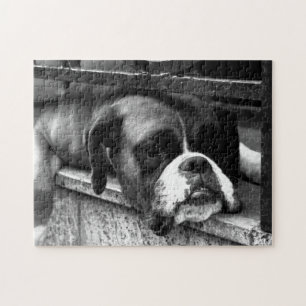 Puzzle Perro Boxer En Windowsill 11x14 252pc jpcn
