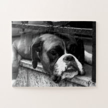 Perro Boxer En Windowsill 11x14 30pc jpcna