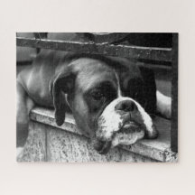 Perro Boxer En Windowsill 16x20 520pc jpcn