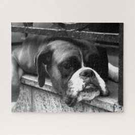 Puzzle Perro Boxer En Windowsill 16x20 520pc jpcn