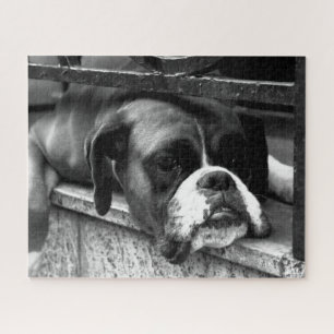 Puzzle Perro Boxer En Windowsill 16x20 520pc jpcna