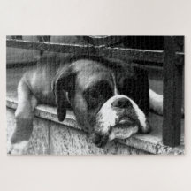 Perro Boxer En Windowsill 20x30 1014pc jpcn