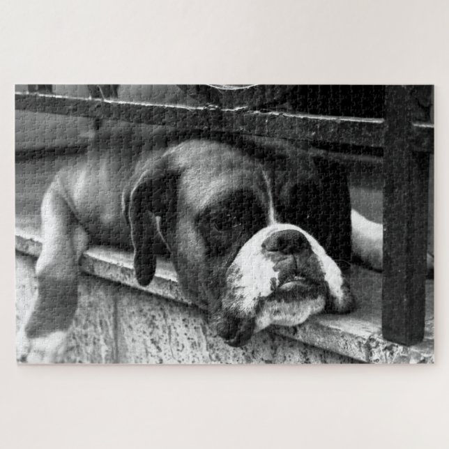 Puzzle Perro Boxer En Windowsill 20x30 1014pc jpcn (Horizontal)
