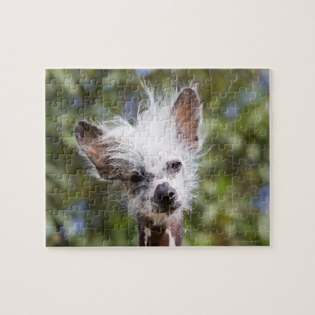 PUZZLE PERRO CHINO CREADO (SIN PELO) (Horizontal)