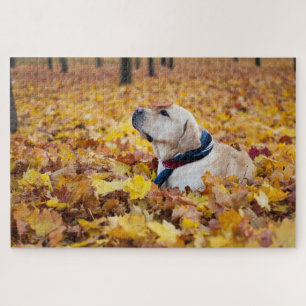 Puzzle Perro Cute Labrador En Hojas Caídas