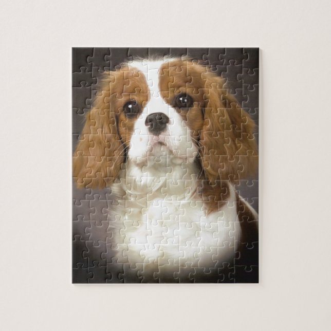 Puzzle Perro de aguas de rey Charles arrogante (Vertical)