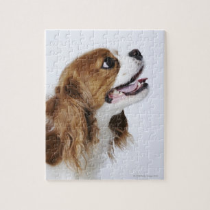 Puzzle Perro de aguas de rey Charles arrogante