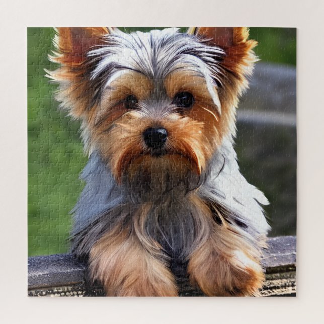Puzzle Perro de cachorro de Cute Yorkshire Terrier (Vertical)