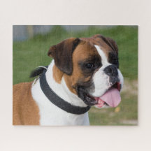 Perro de cachorro Fawn y Boxer Blanco
