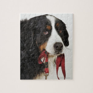 Puzzle Perro de montaña de Bernese (Berner Sennenhund)