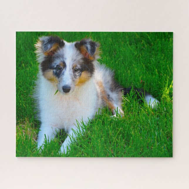 Puzzle Perro de oveja Shetland Jigsaw. (Horizontal)