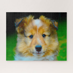 Puzzle Perro de oveja Shetland Jigsaw.