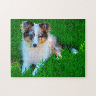 Puzzle Perro de oveja Shetland Jigsaw.