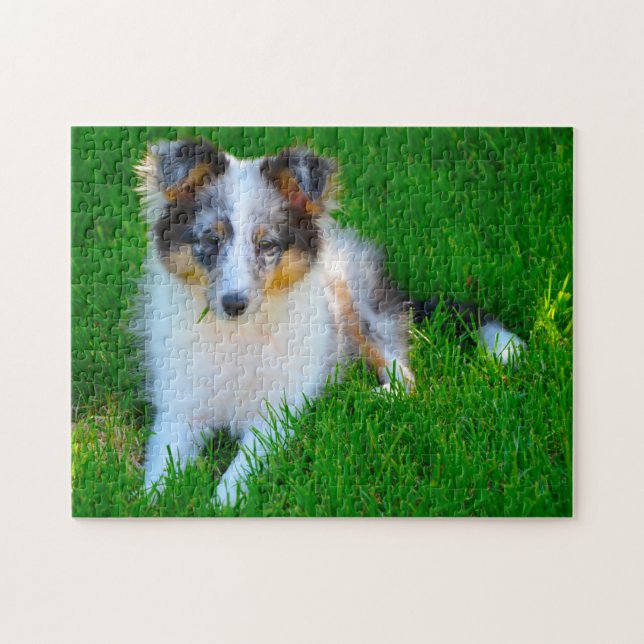 Puzzle Perro de oveja Shetland Jigsaw. (Horizontal)