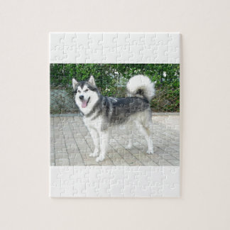 Puzzle Perro de perrito del Malamute de Alaska