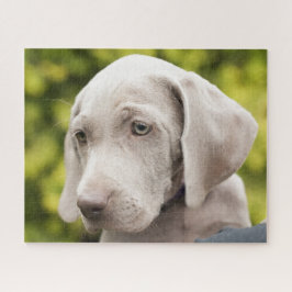 Puzzle Perro de porcino de Cute Weimaraner