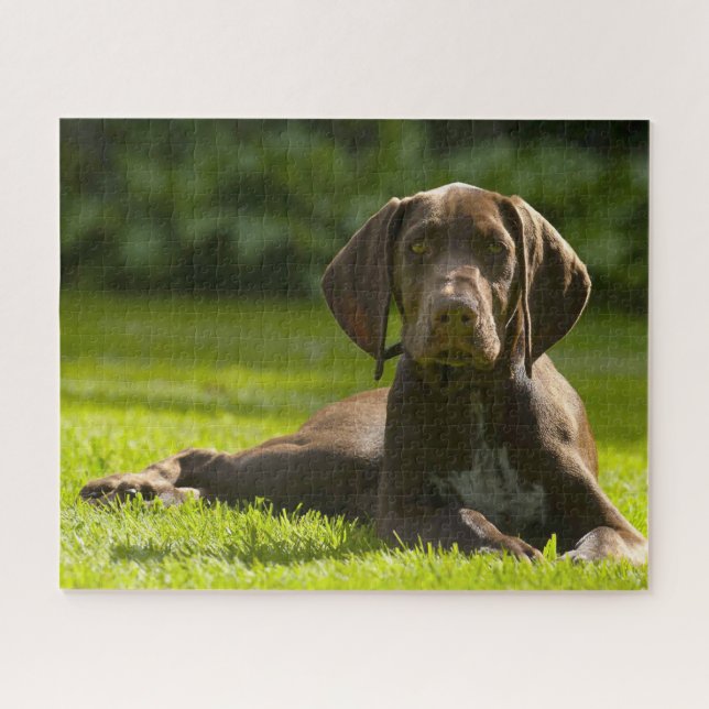 Puzzle Perro de puntero alemán. (Horizontal)