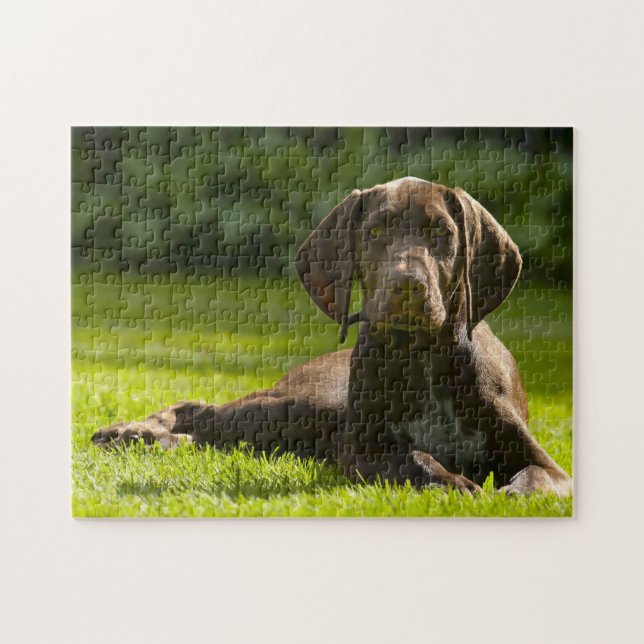 Puzzle Perro de puntero alemán. (Horizontal)