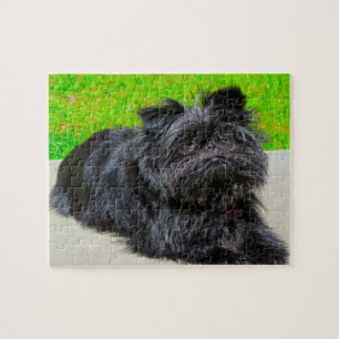 Puzzle Perro de raza pura Affenpinscher.