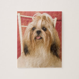 Puzzle Perro de Shih-tzu