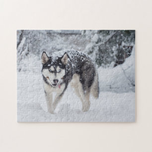 Puzzle Perro esquimal en la nieve