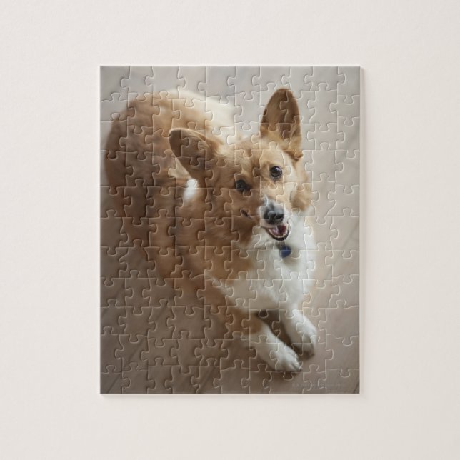 Puzzle Perro galés Pembroke corgi tendido en el suelo de  (Vertical)