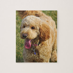 Puzzle Perro goldendoodle