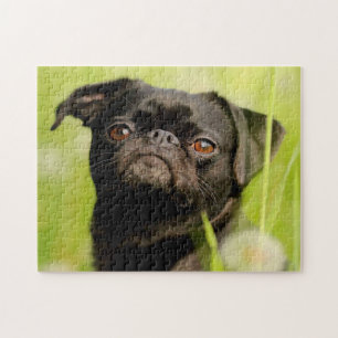 Puzzle Perro Griffon Belga.