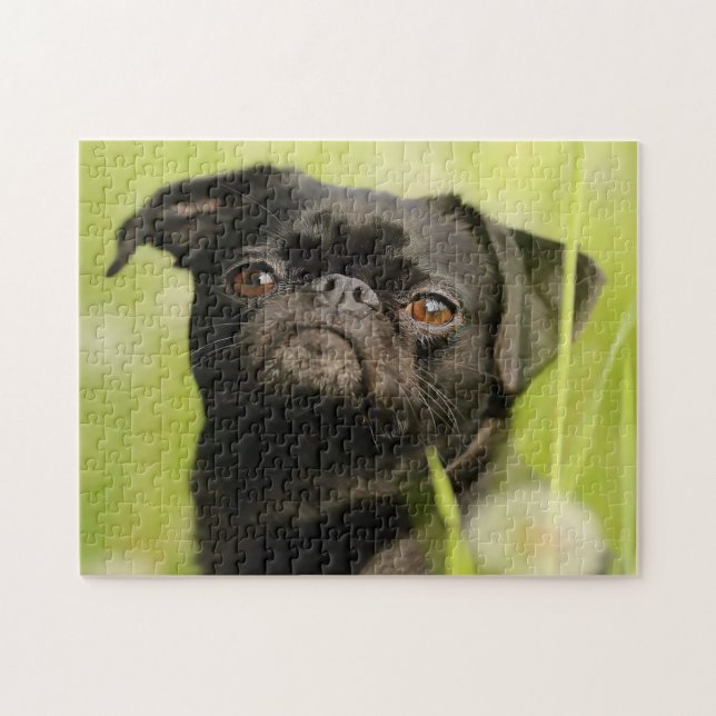 Puzzle Perro Griffon Belga. (Horizontal)