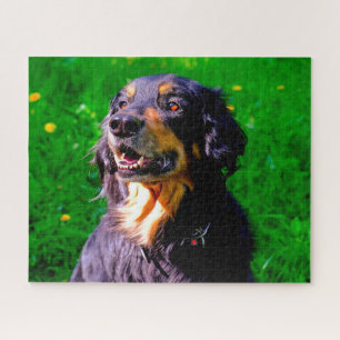Puzzle Perro Hovawart.
