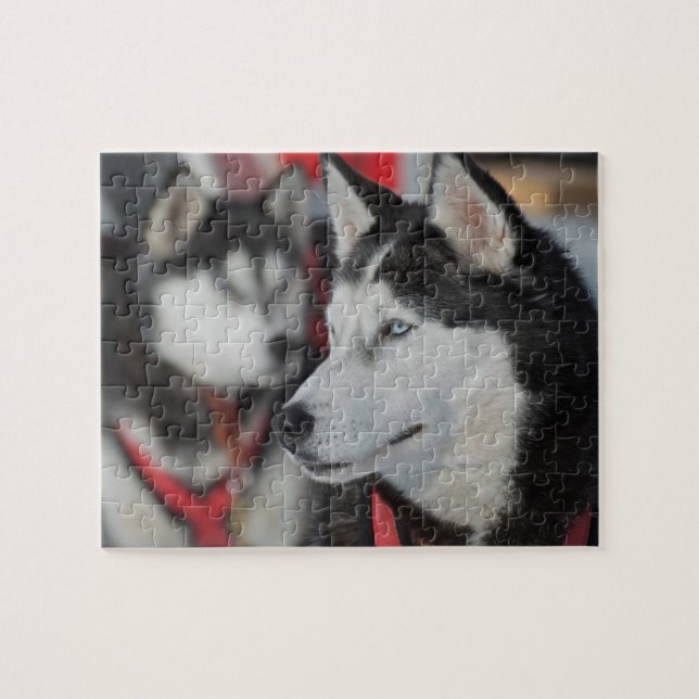 Puzzle Perro Husky antes de una carrera, Canadá (Horizontal)