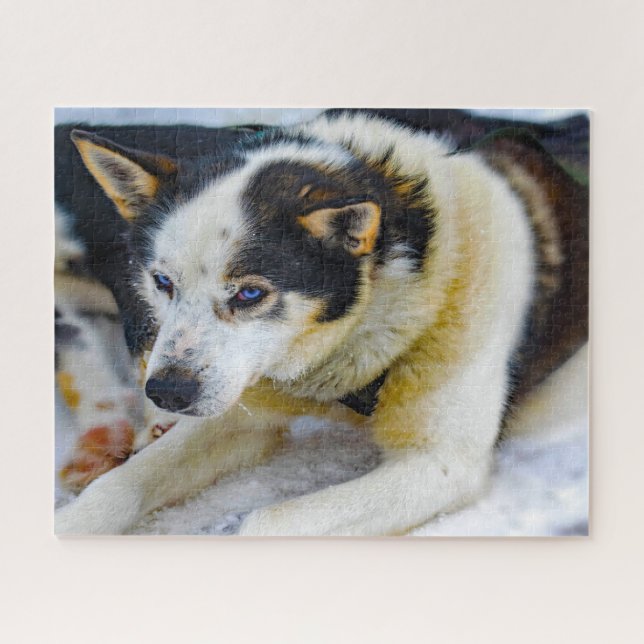 Puzzle Perro Husky de Alaska. (Horizontal)
