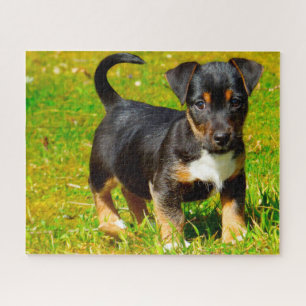 Puzzle Perro Jack Russell.