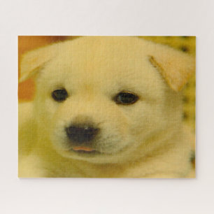 Puzzle perro jindo coreano.