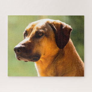Puzzle Perro Kangal.