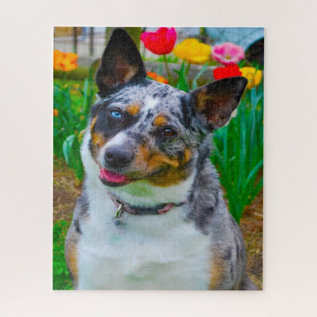 Puzzle Perro Koolie. (Vertical)