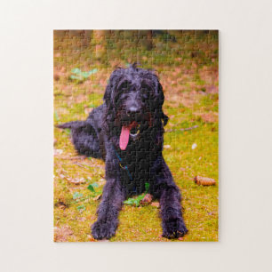 Puzzle Perro Labradoodle.