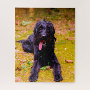 Puzzle Perro Labradoodle.