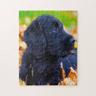 Puzzle Perro Labradoodle.