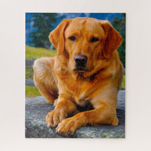 Puzzle Perro Labrador.