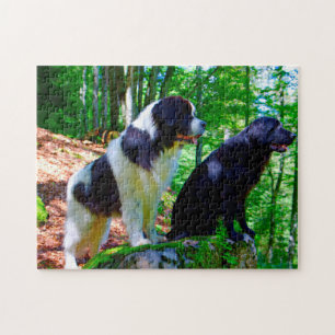 Puzzle Perro Landseer.